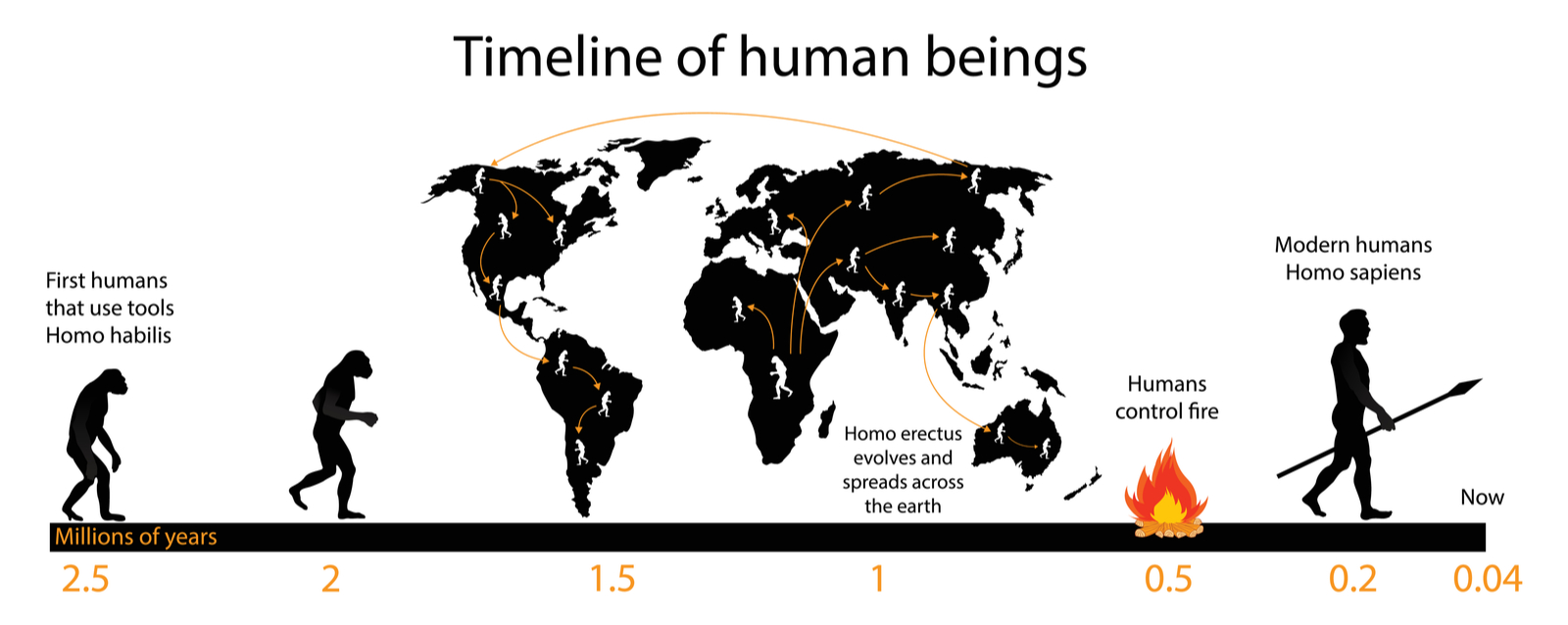 Timeline of hominid evolution and migration patterns