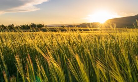 Reading the Spirit, Not the Blurb: A Reflection on N. T. Wright’s “Spiritual and Religious”