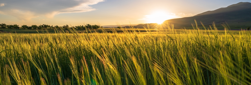 Reading the Spirit, Not the Blurb: A Reflection on N. T. Wright’s “Spiritual and Religious”