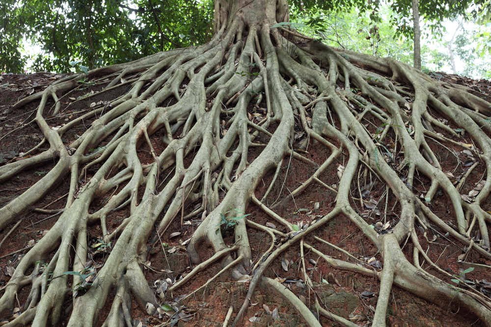 Amazing,Chaos,Tree,Roots Timeline of key events between 1700 and 1850