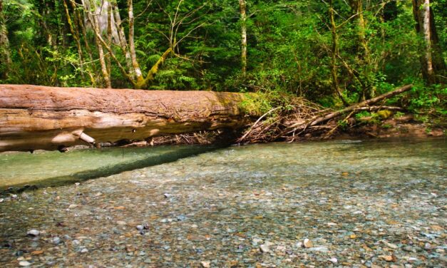 Wholeness Holds the Wound: Learning the Metabolism of Repair