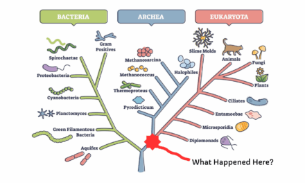 Every Life Matters: Symbiosis, Elderhood, and the Intelligence That Evolves Through Relationship