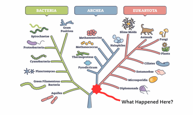 Every Life Matters: Symbiosis, Elderhood, and the Intelligence That Evolves Through Relationship