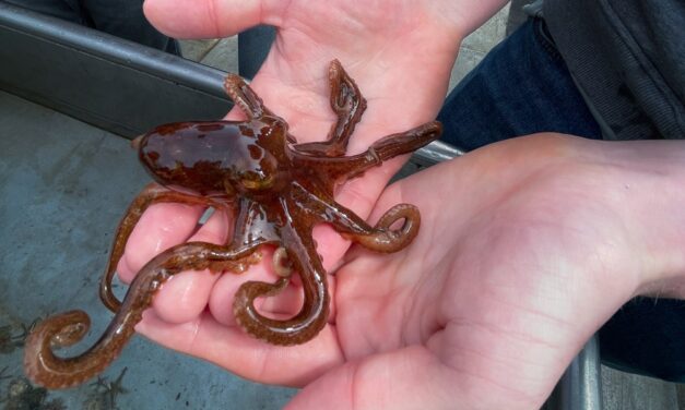 Intelligence Beyond the Mirror