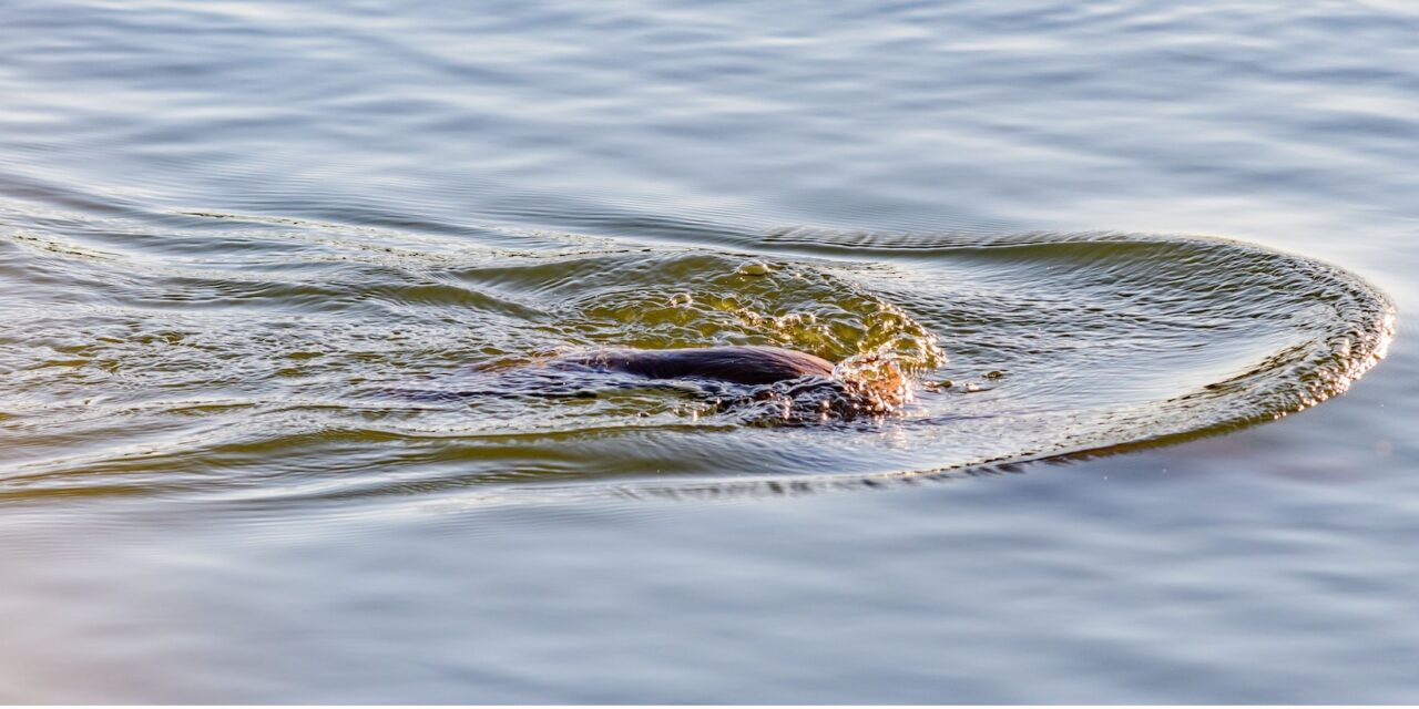 Neither Entity Nor Illusion:  Dissolving the Consciousness Debate