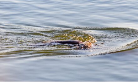 Neither Entity Nor Illusion:  Dissolving the Consciousness Debate