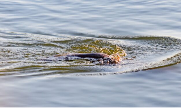 Neither Entity Nor Illusion:  Dissolving the Consciousness Debate